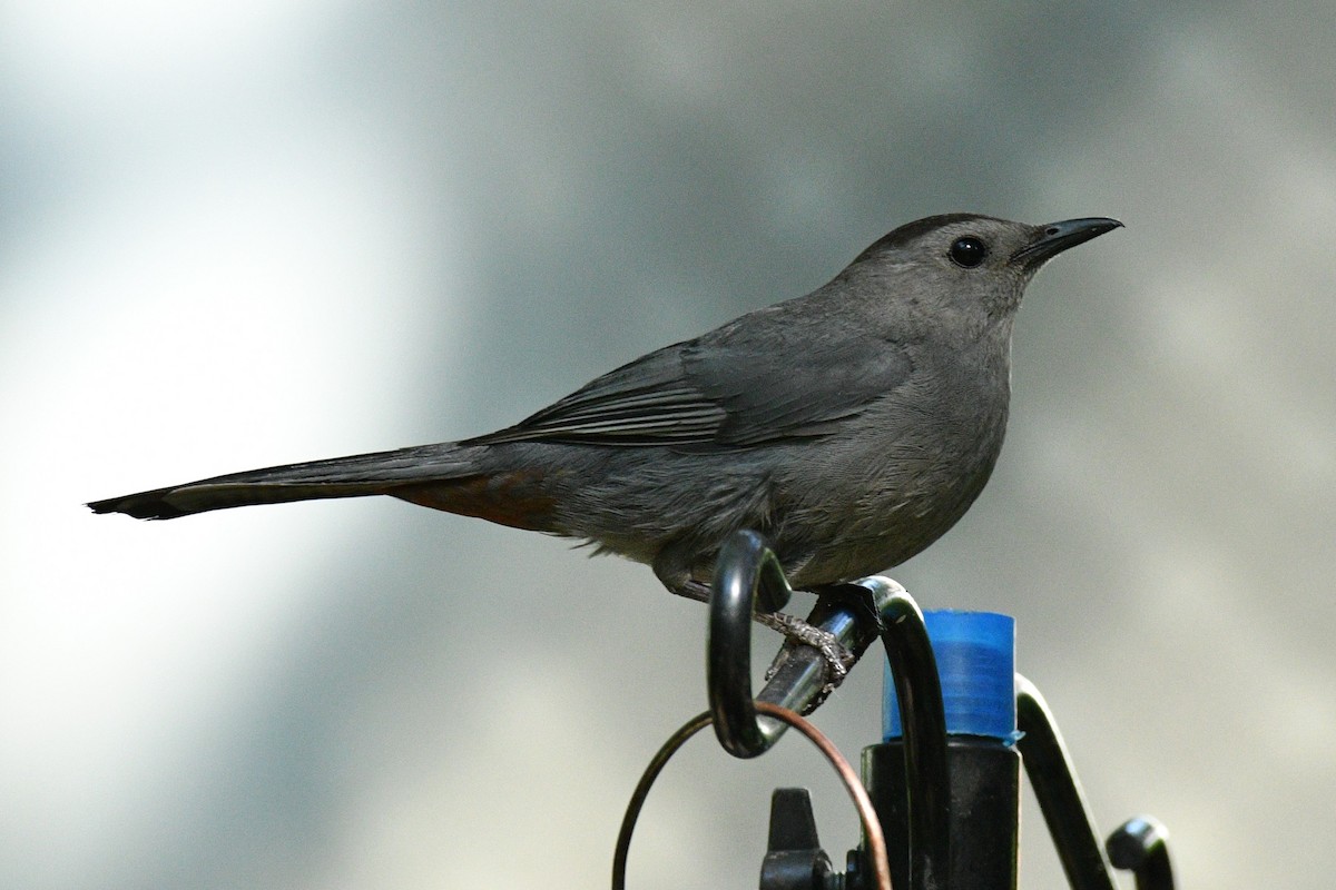 Gray Catbird - ML241460631