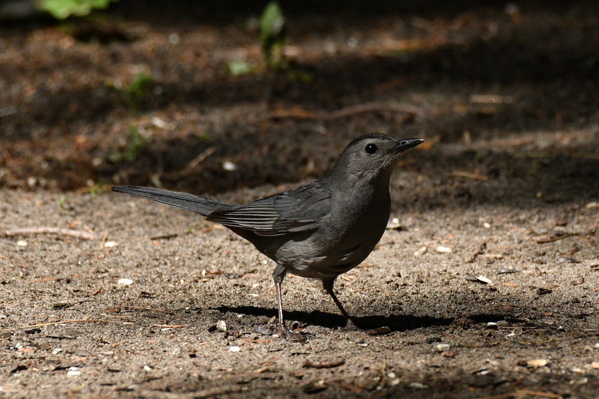 Gray Catbird - ML241460721