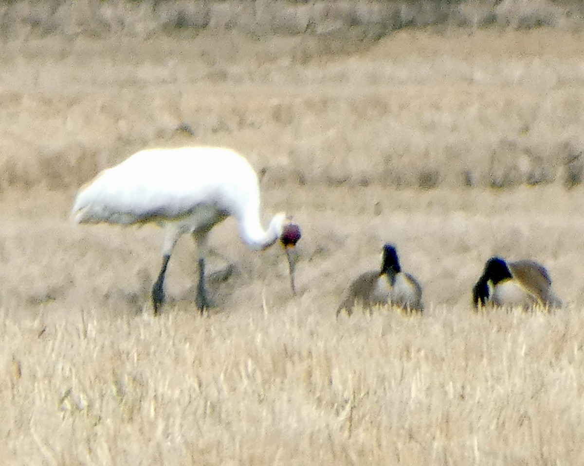 Whooping Crane - ML241462141