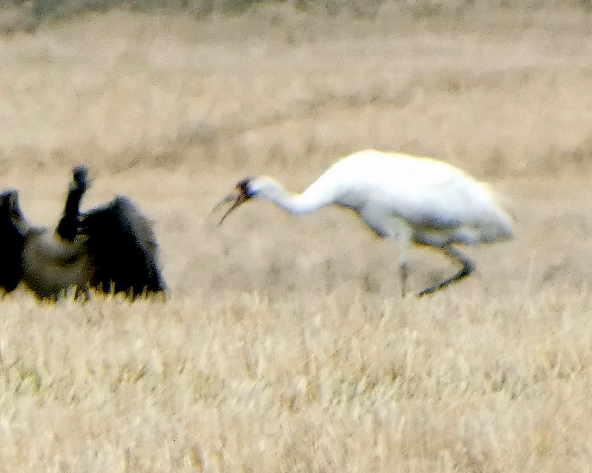 Whooping Crane - ML241462181