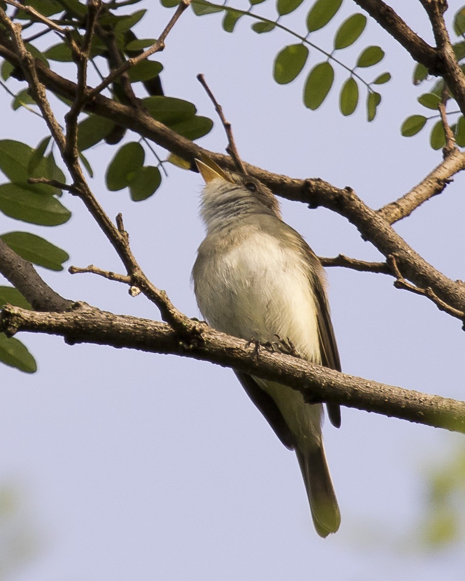 Willow Flycatcher - David Boltz