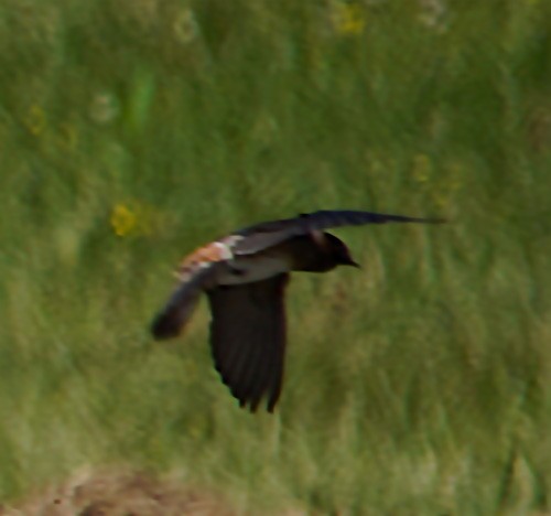 Cliff Swallow - Mark McConaughy