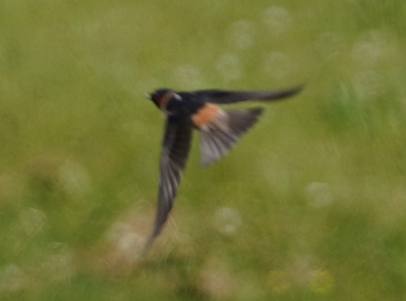 Cliff Swallow - ML241463731