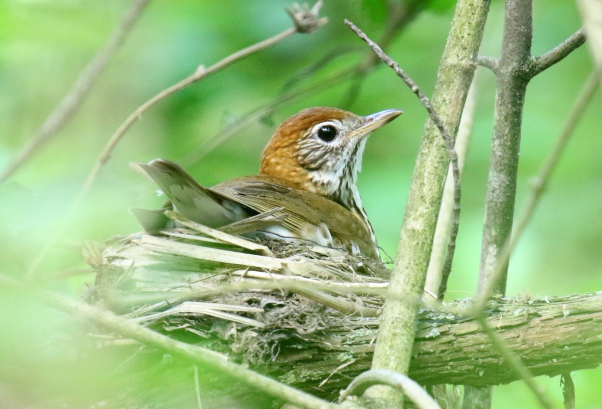 Wood Thrush - ML241466081