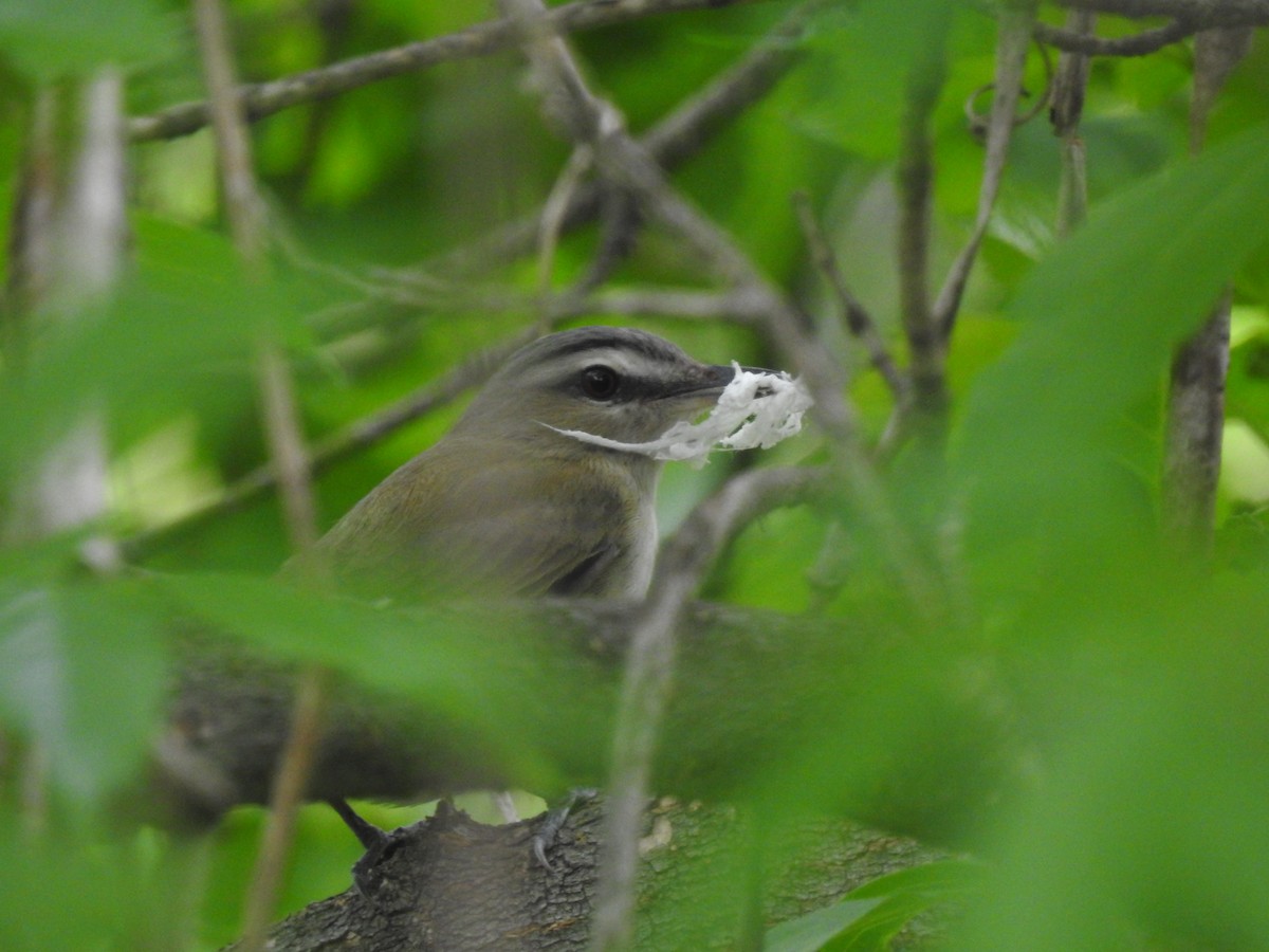 Rotaugenvireo - ML241467541