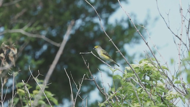 Ak Gözlü Vireo - ML241467681