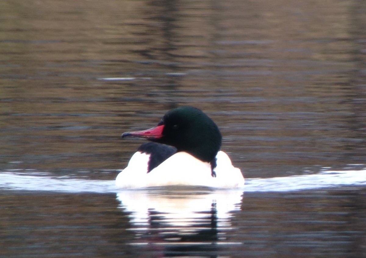 Common Merganser - ML24146861