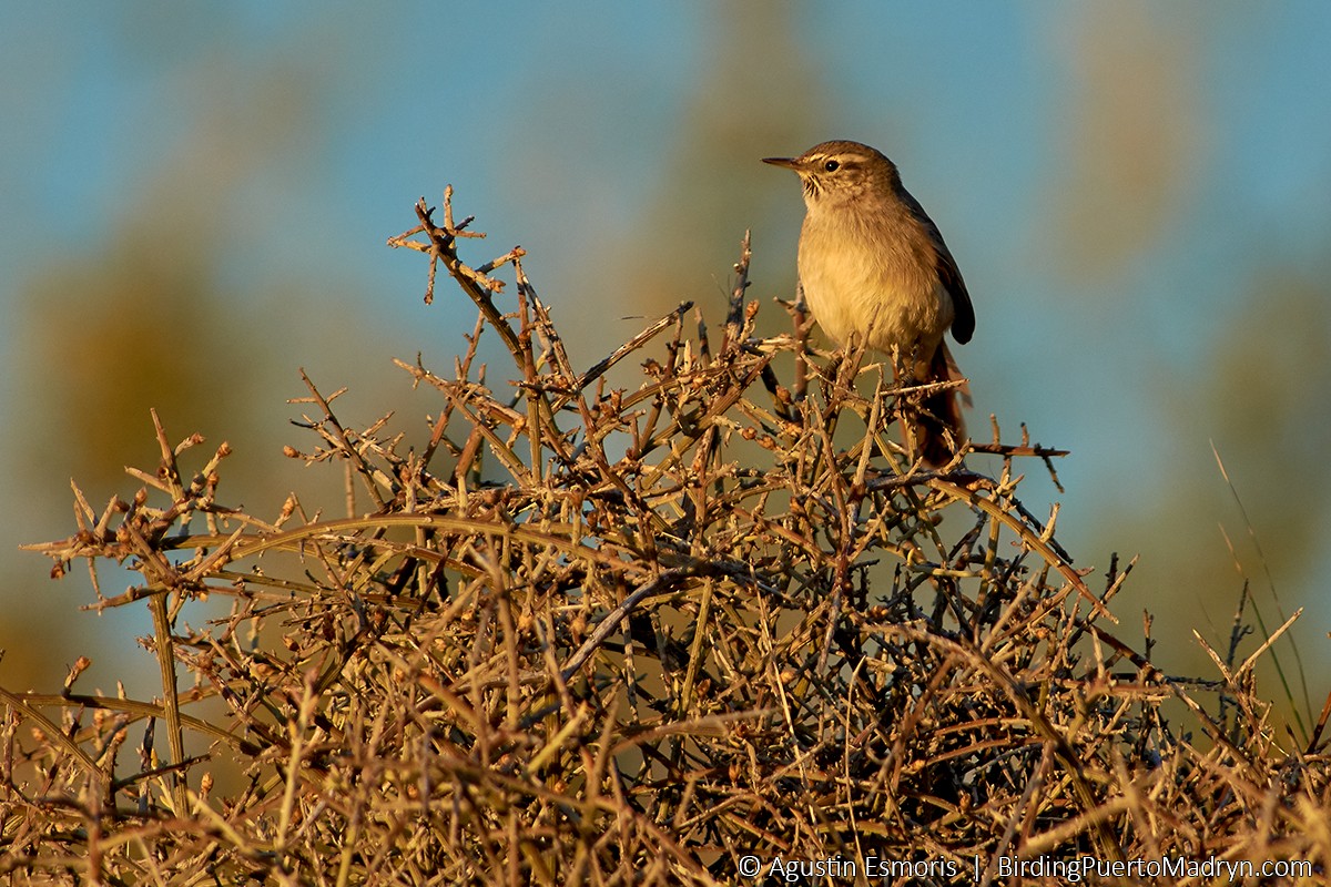 Canastero Pálido - ML241468951