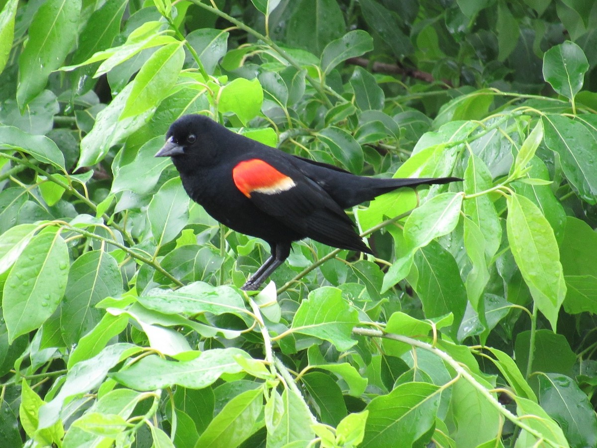 Red-winged Blackbird (Red-winged) - ML241468971