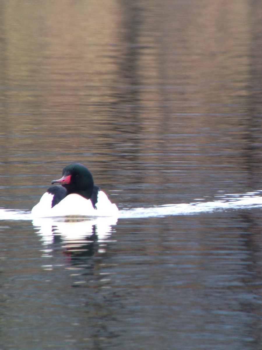 Common Merganser - ML24146901