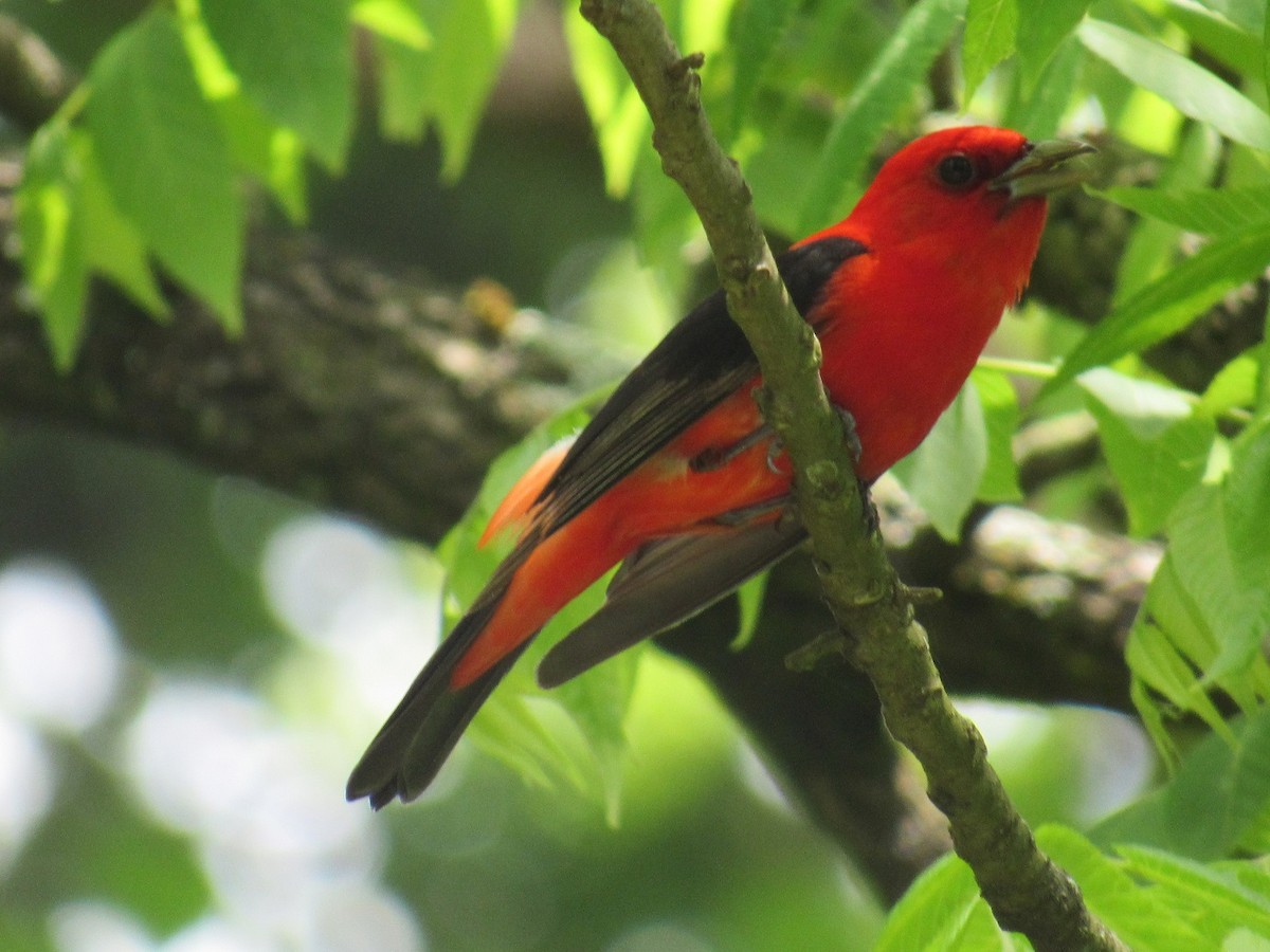 Scarlet Tanager - ML241469141