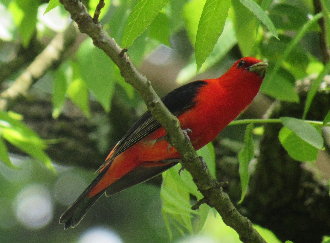 Scarlet Tanager - ML241469201