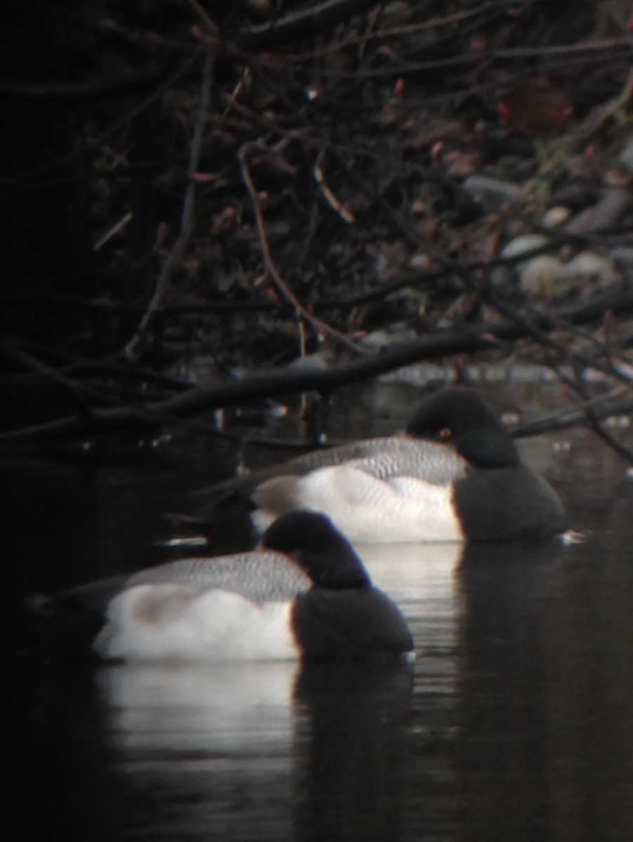 Lesser Scaup - ML24146971