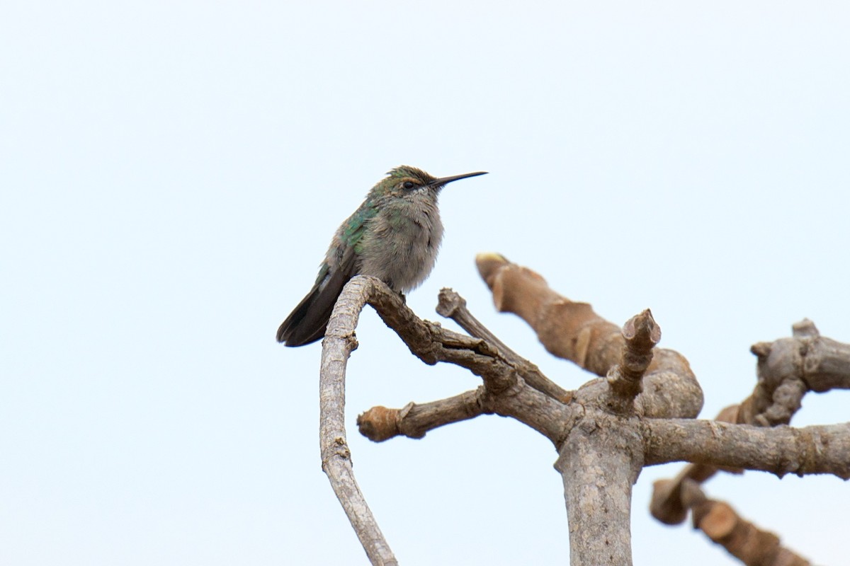 White-vented Violetear - ML241470251