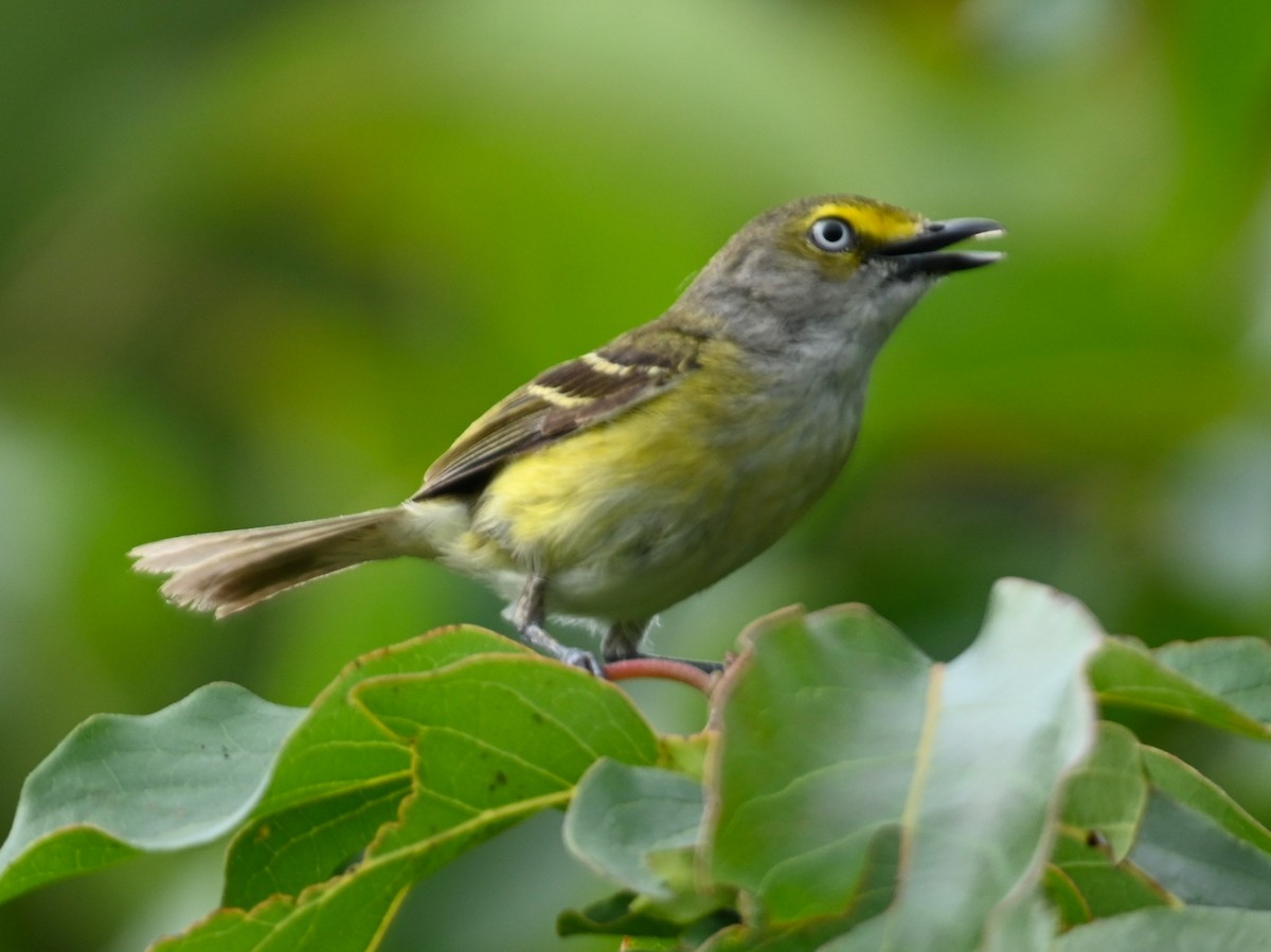 White-eyed Vireo - Ann Stinely