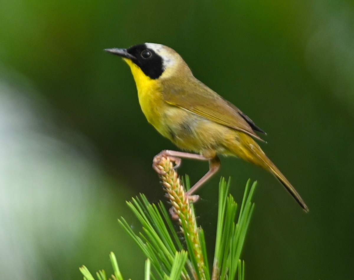Common Yellowthroat - ML241471441