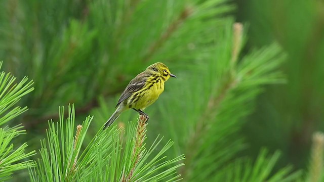 Prairie Warbler - ML241471621