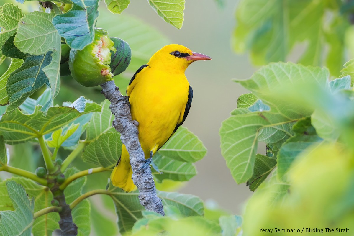 Eurasian Golden Oriole - ML241473991