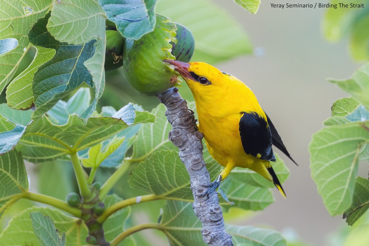 Eurasian Golden Oriole - ML241474001