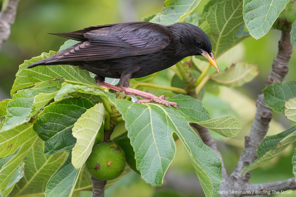 Spotless Starling - ML241474341