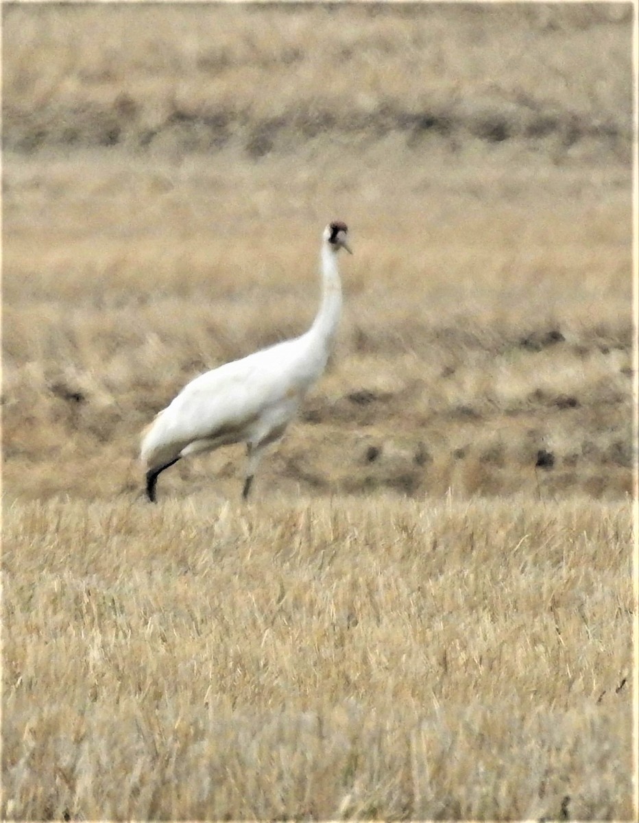 Whooping Crane - Diane Stinson