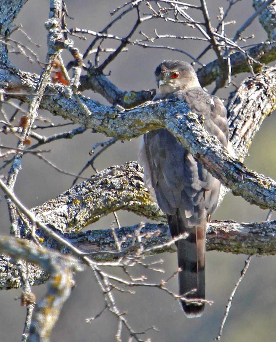 Cooper's Hawk - ML241476951