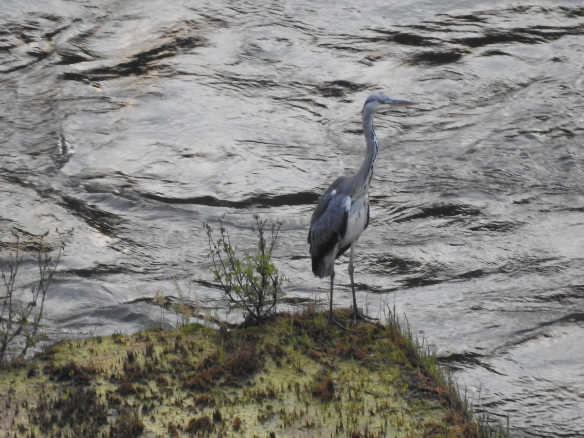 Héron cendré - ML241477981