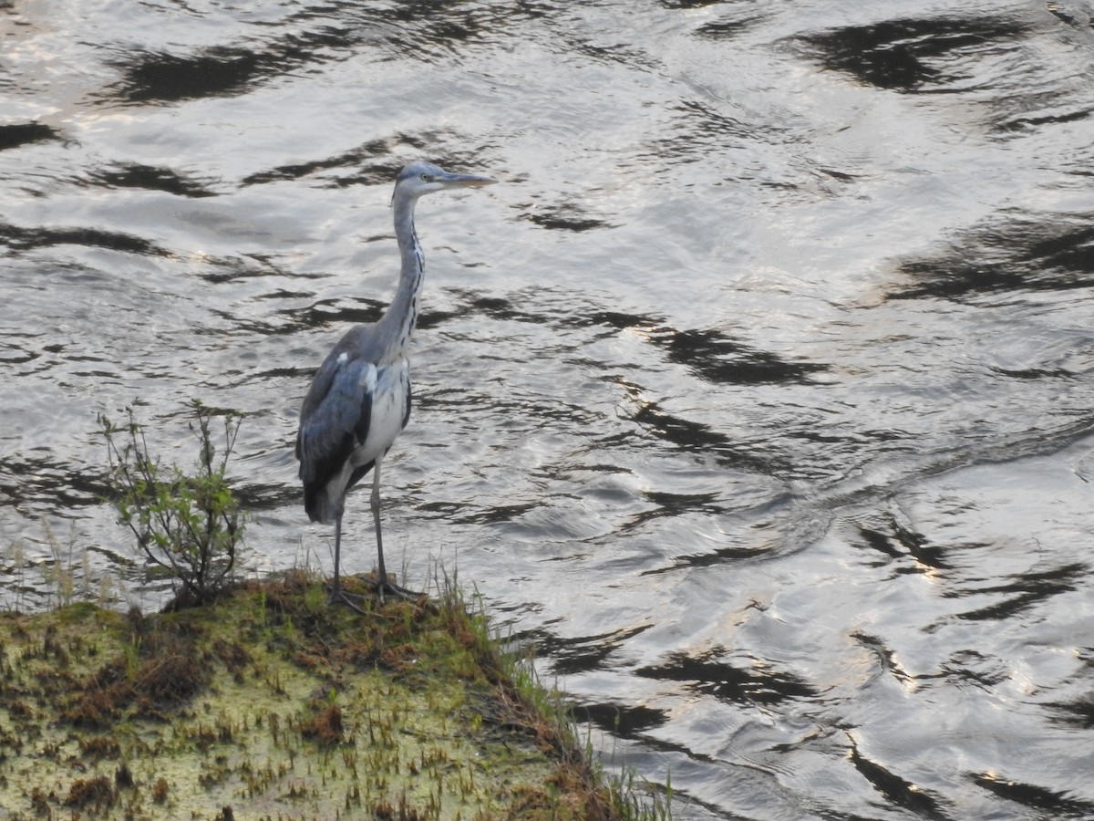 Héron cendré - ML241478071