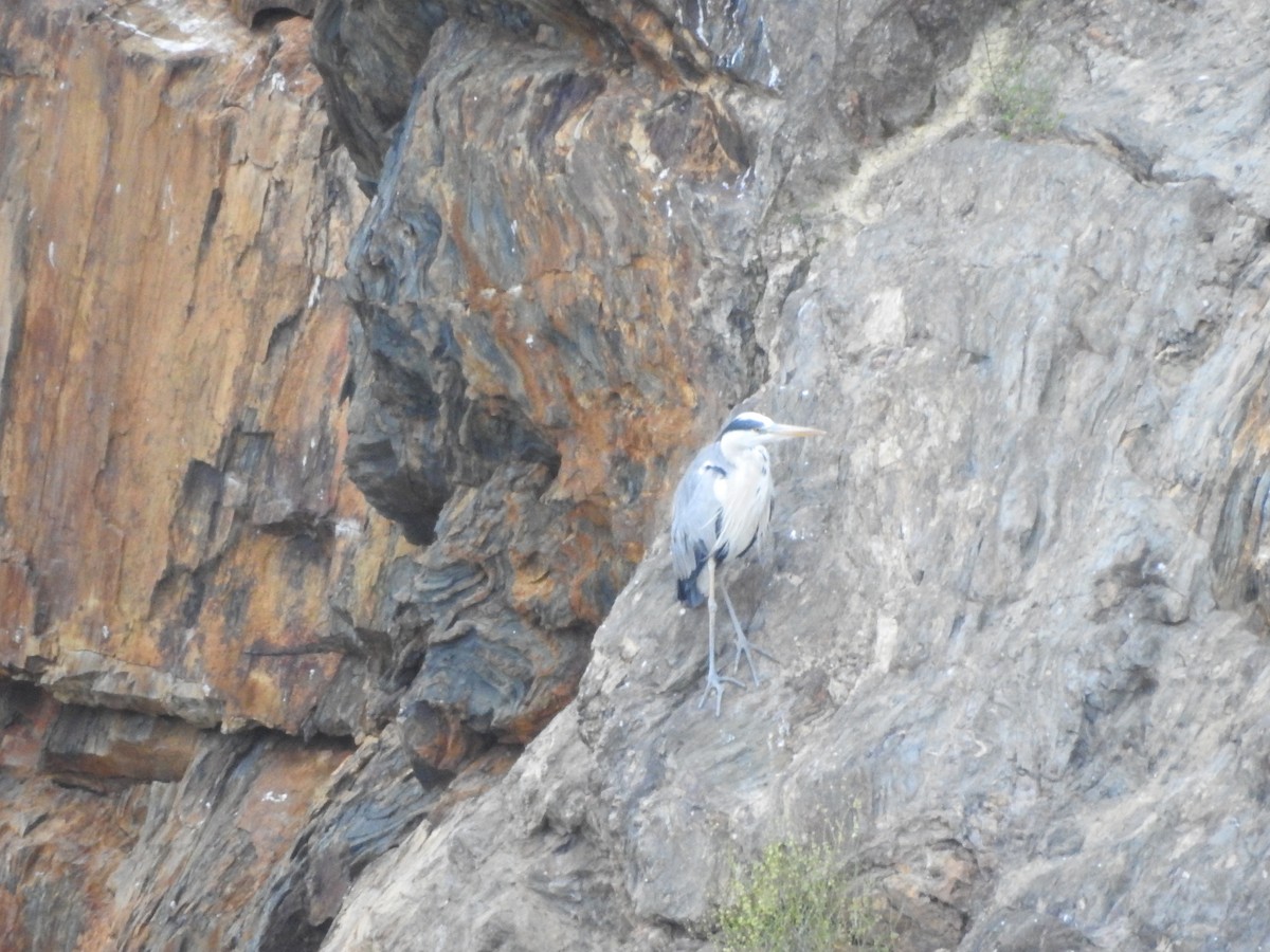 Héron cendré - ML241478091