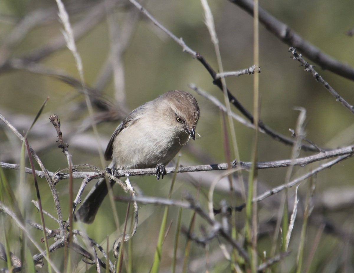 Bushtit - ML241478941