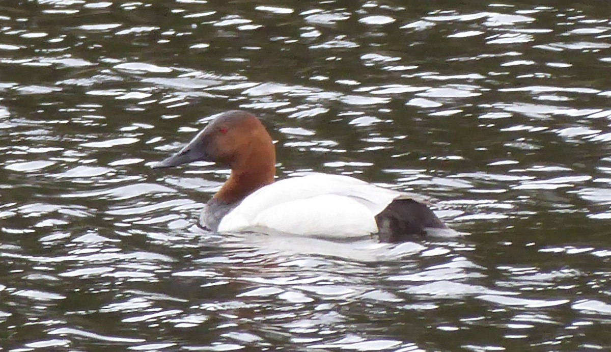 Canvasback - ML241479101