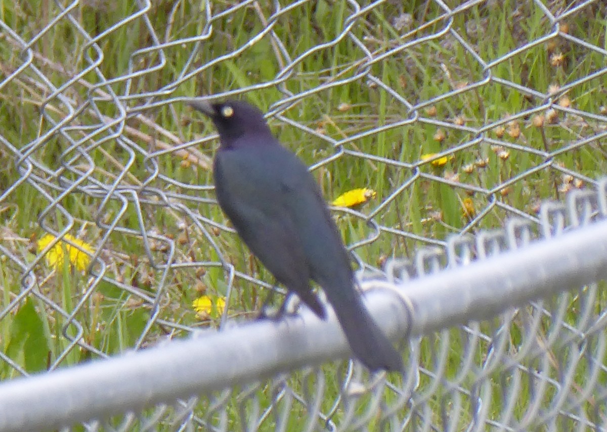 Brewer's Blackbird - ML241479211