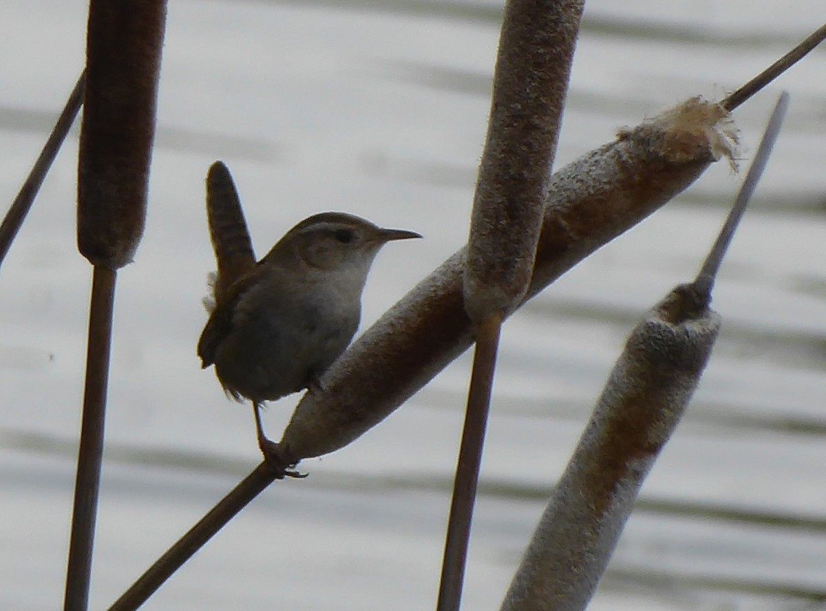 Marsh Wren - ML241479251