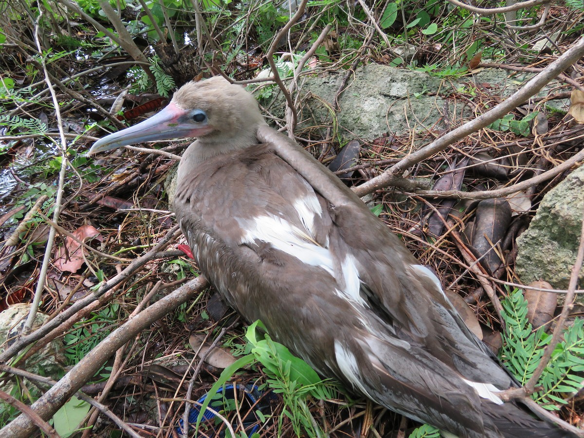 Red-footed Booby - ML241479501