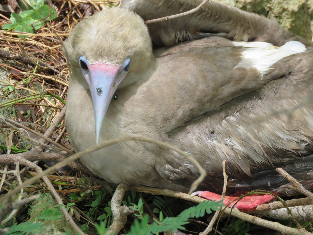 Red-footed Booby - ML241479641