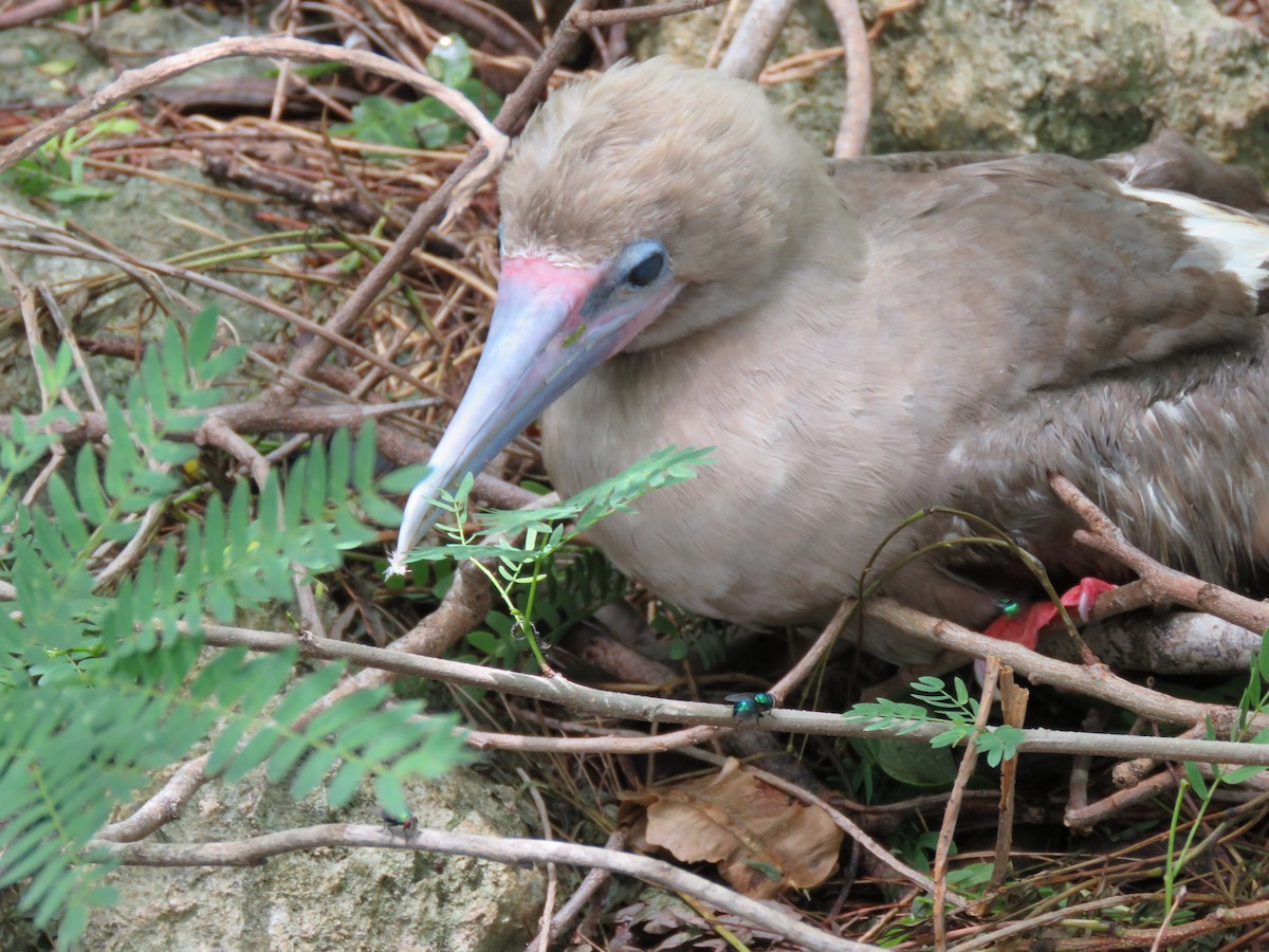 Red-footed Booby - ML241479931