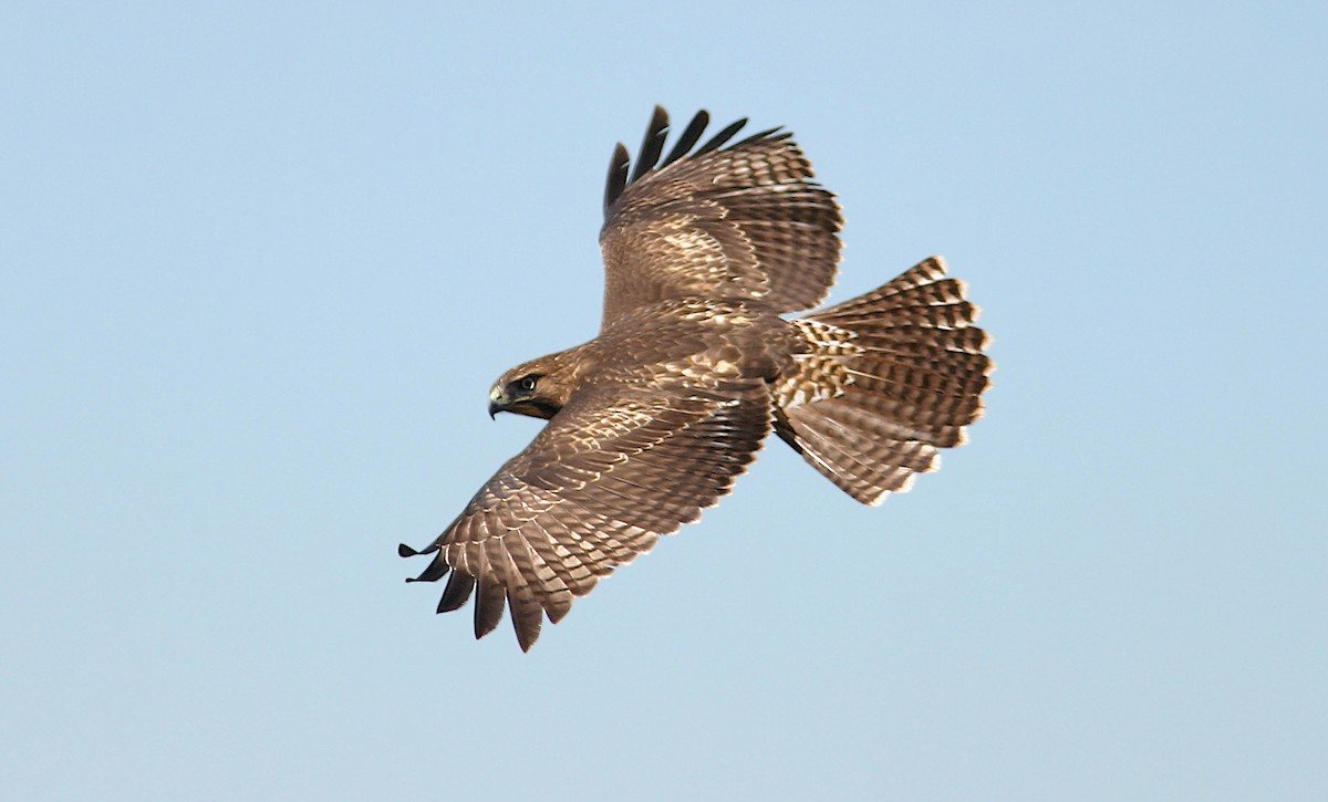 Red-tailed Hawk (calurus/alascensis) - Jerry Liguori
