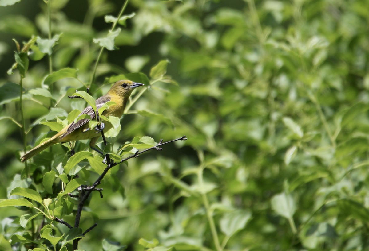 Orchard Oriole - Travis Kaye