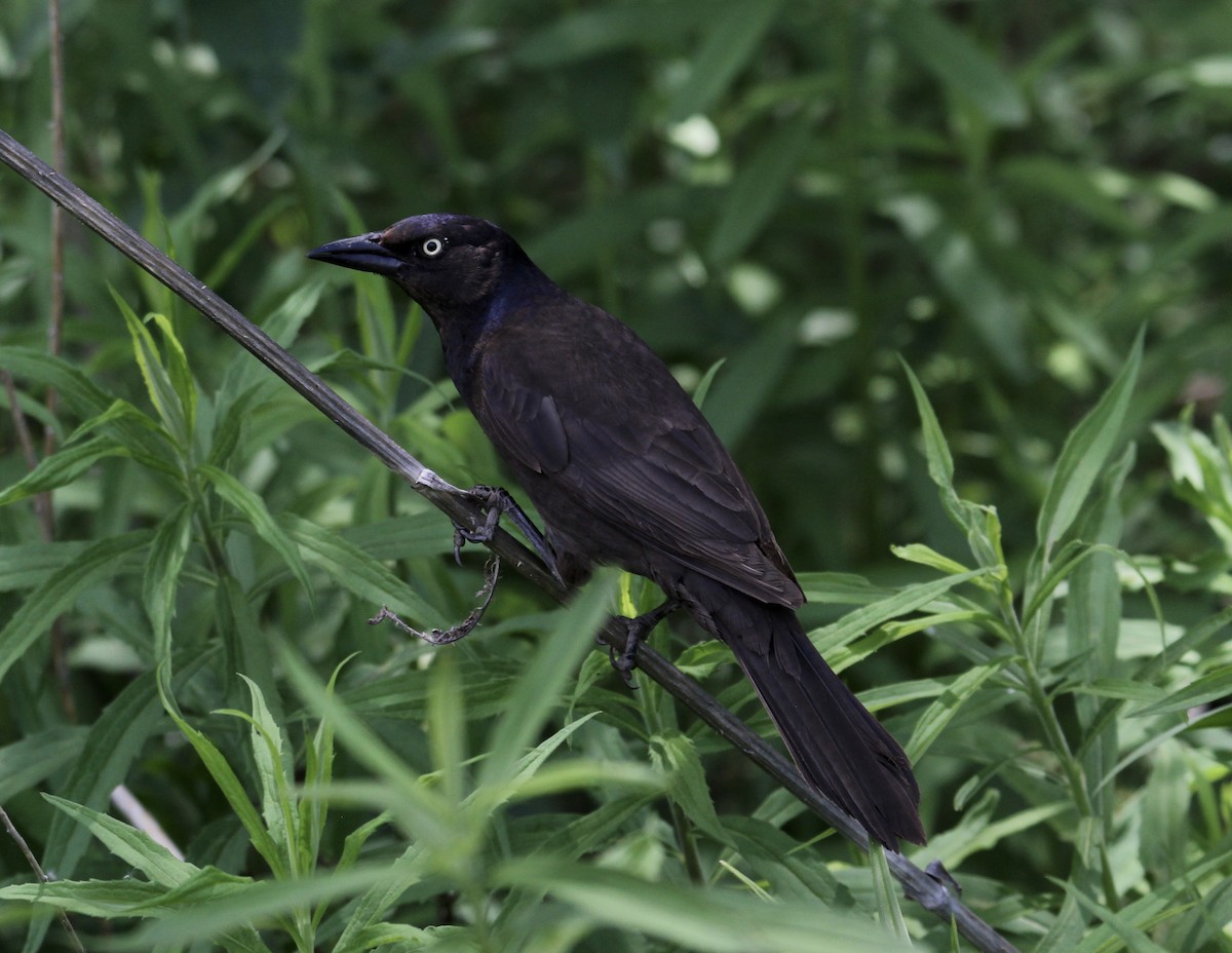 Common Grackle - Travis Kaye