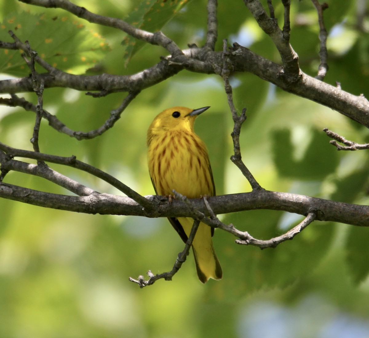 Yellow Warbler - Travis Kaye