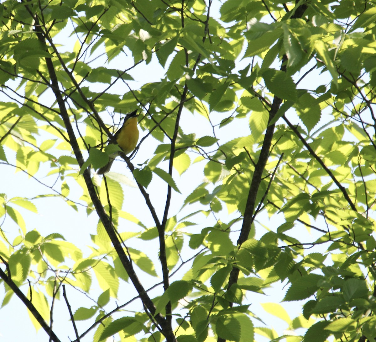 Yellow-breasted Chat - Travis Kaye