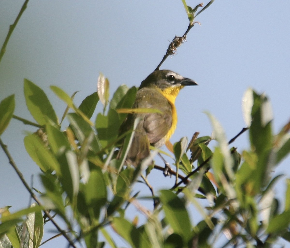 Yellow-breasted Chat - Travis Kaye