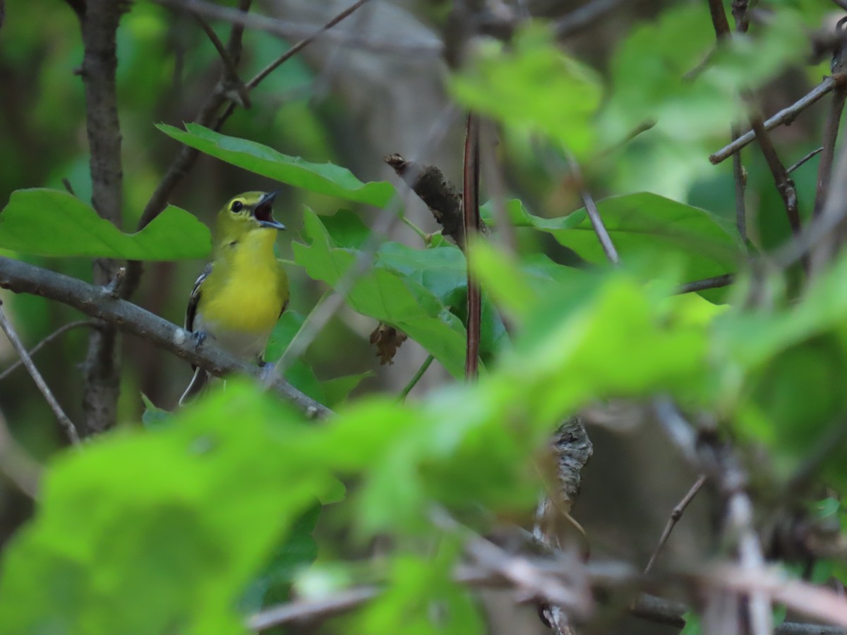 Yellow-throated Vireo - ML241486251