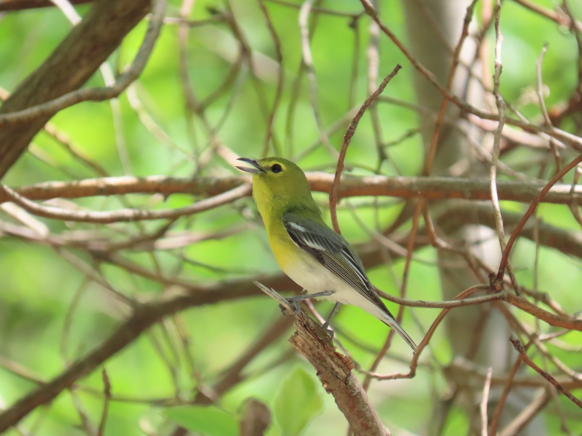 Yellow-throated Vireo - ML241486291