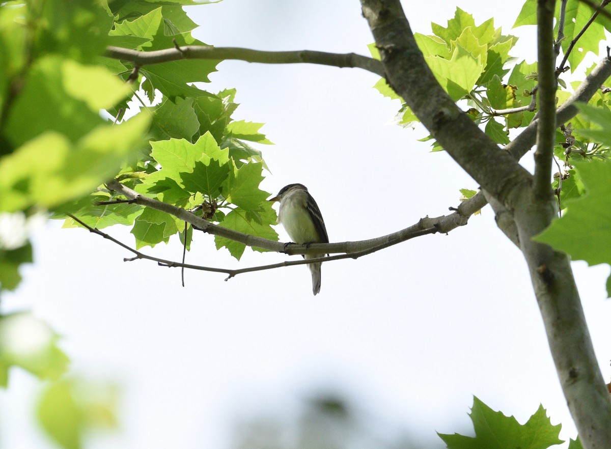 Alder Flycatcher - joe demko