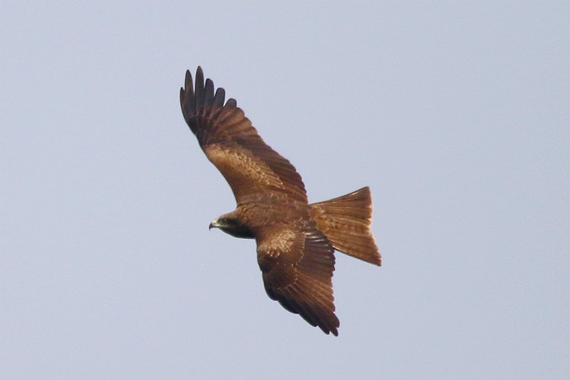 Black Kite - Roland Lo