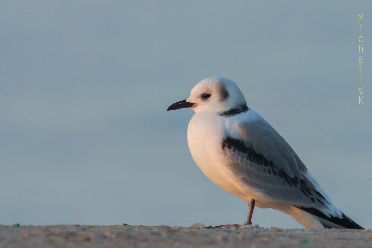 Black-legged Kittiwake - ML241488921