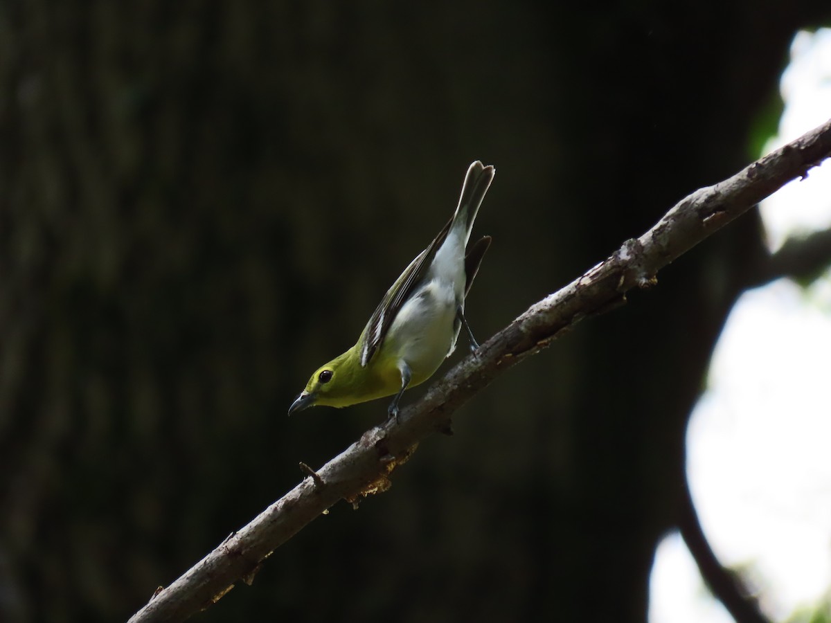 Yellow-throated Vireo - ML241489511