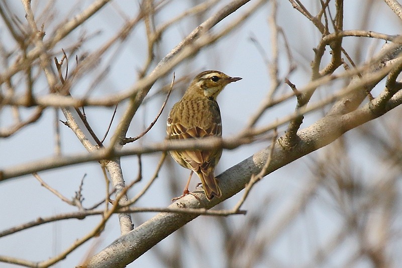 Olive-backed Pipit - Roland Lo