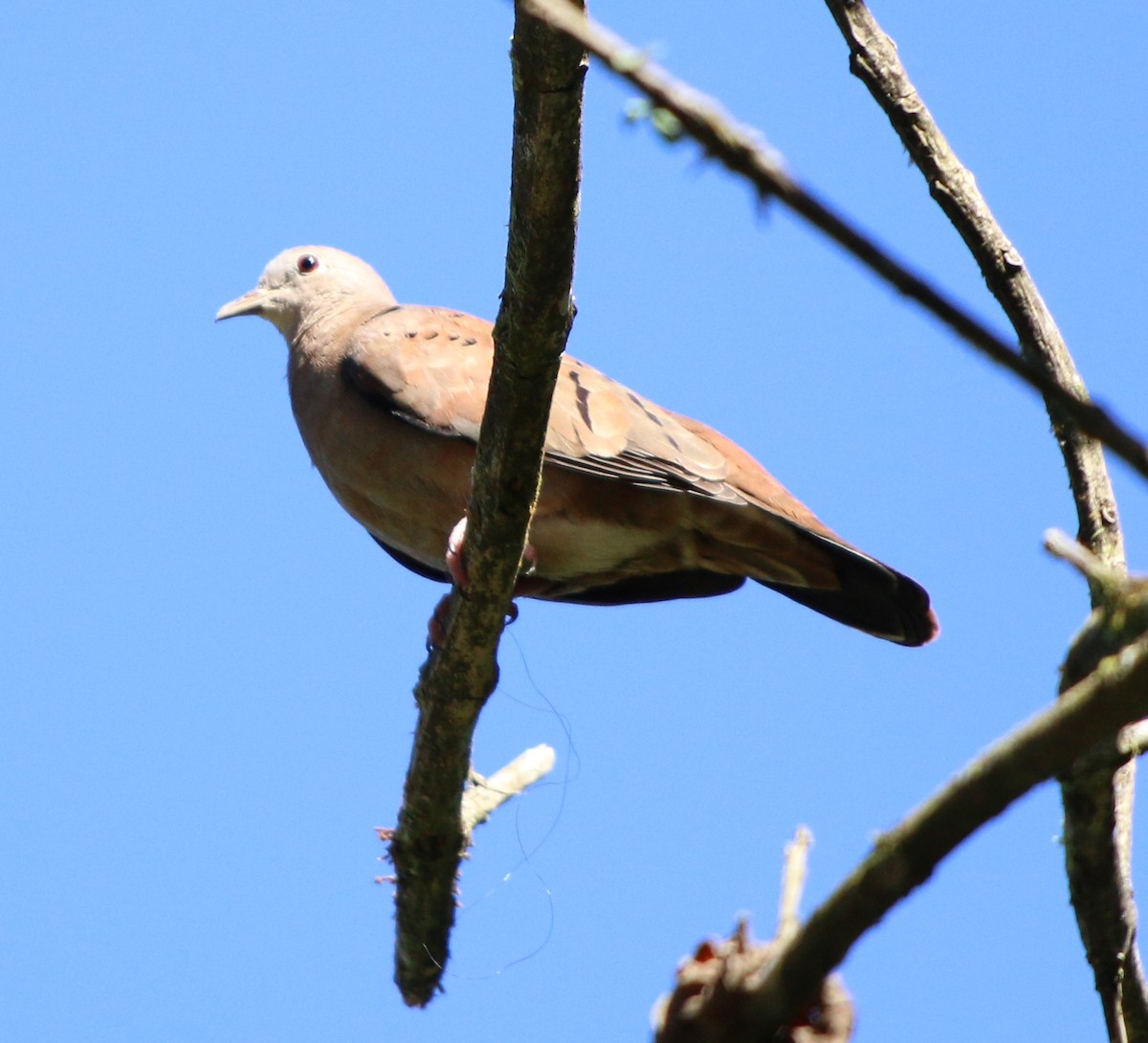 Ruddy Ground Dove - ML241489921